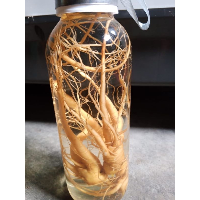 

Ginseng merah rendaman Herbal Indonesia