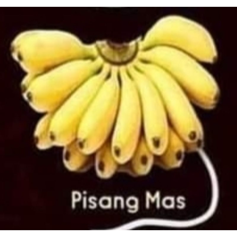 

Pisang Mas..pisangnya mas
