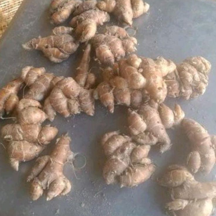 

MEGA SALE Kencur Super 1kg