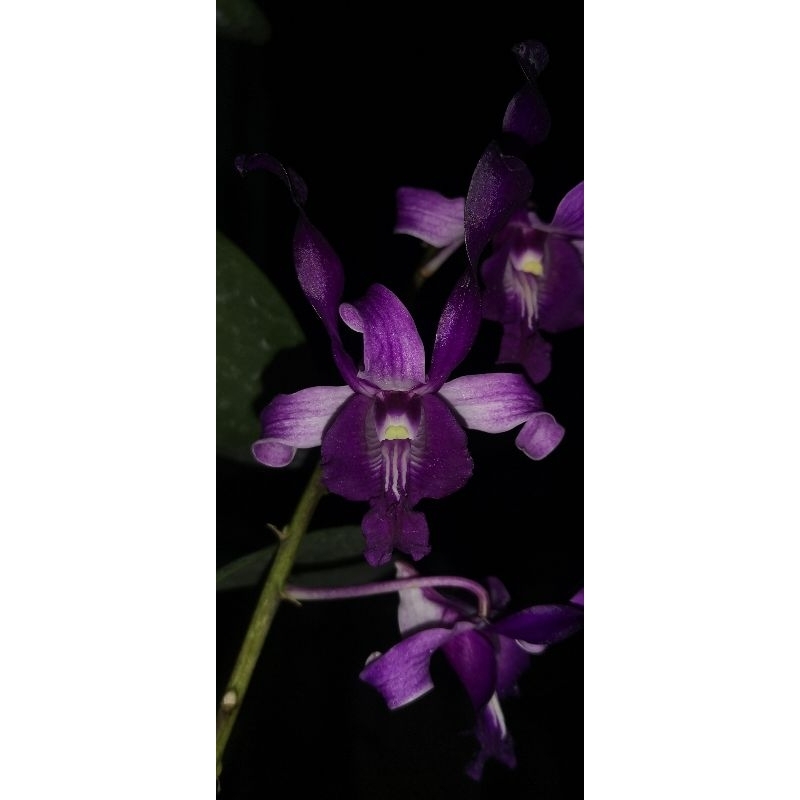 dendrobium keriting berbunga