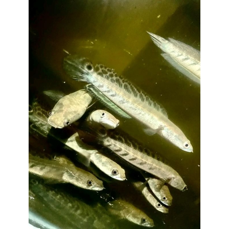 maru yellow batik 10-12cm/ys/yellow sentarum garansi