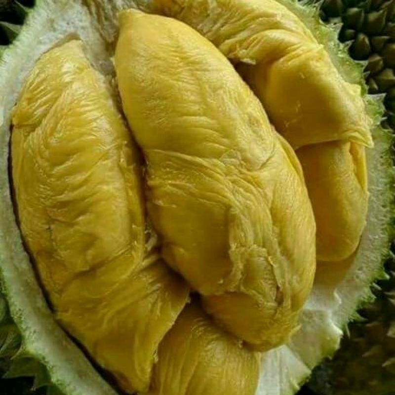 bibit durian musang king kaki 3 hasil dari biji pilihan