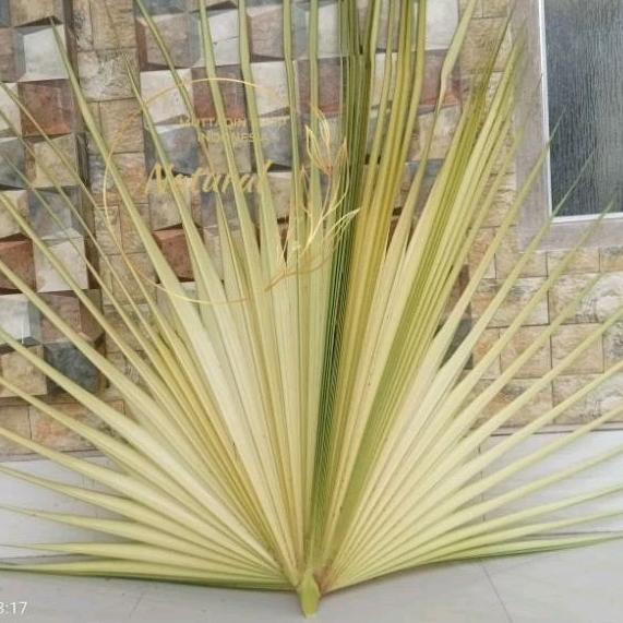 

Daun Siwalan Lontar Ental MUDA, SEDANG, TUA (Baru Tebang SUPER)