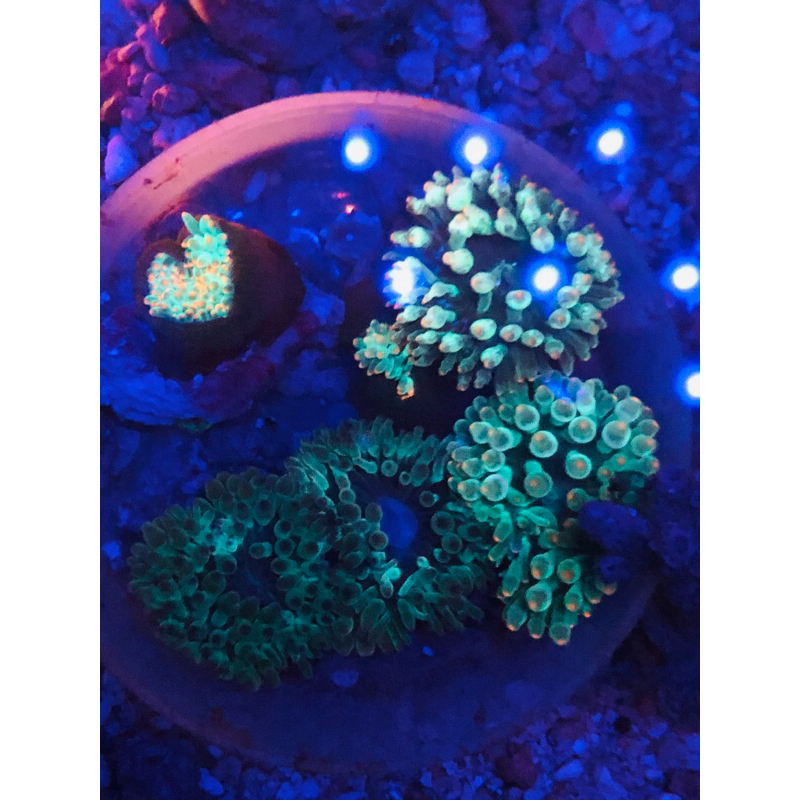 Anemon jagung hijau mini