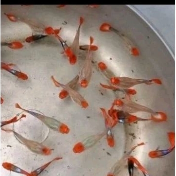 Ikan Guppy Tuxedo Koi