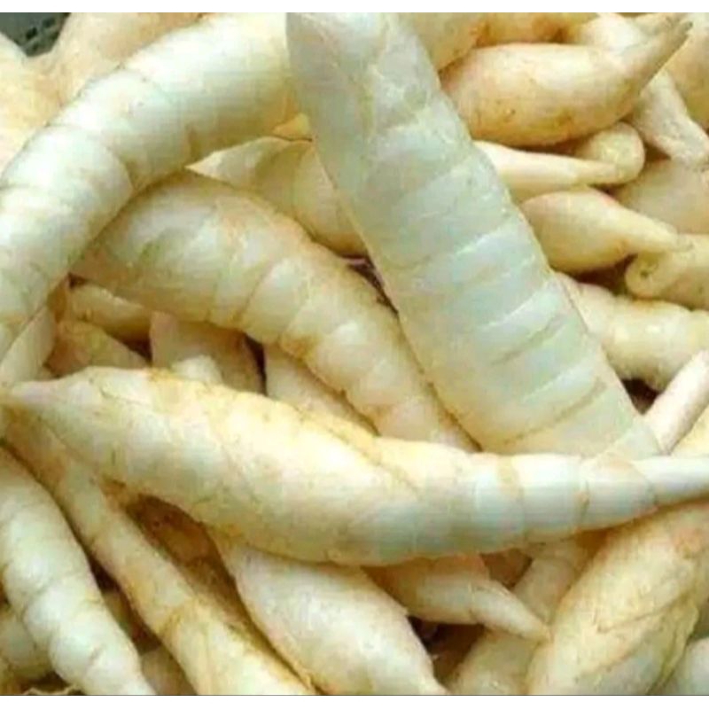 

UMBI GARUT 1KG BERSIH