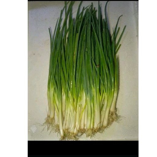 

Daun cung / daun bawang cung 100ram