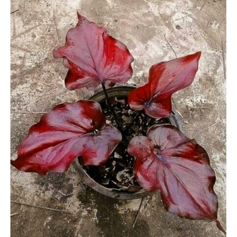 Caladium Varietes Merah Merona Tanaman Hias Varietes Merah Merona Tanaman Hias Caladium/Keladi Varie