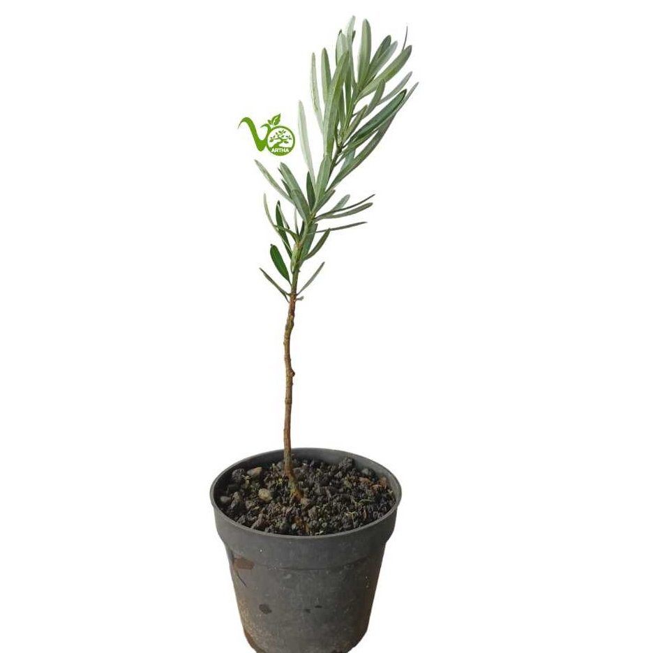 Bibit Bahan Bonsai Lohansung Blue Ice/Lohansung Biru (Podocarpus sp.) Okulasi