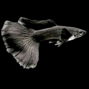 Guppy Black moscow