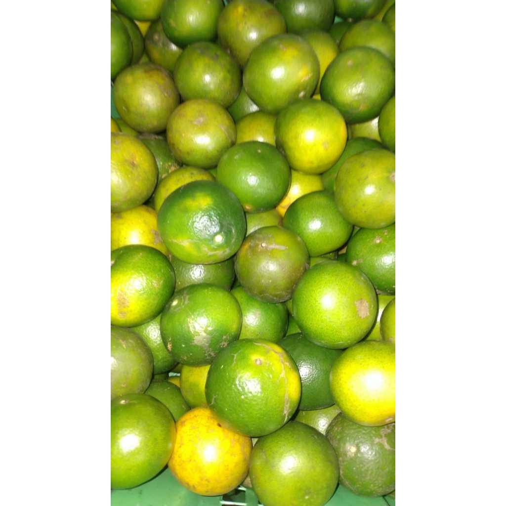 

JERUK PERAS PONTIANAK 15KG UK D