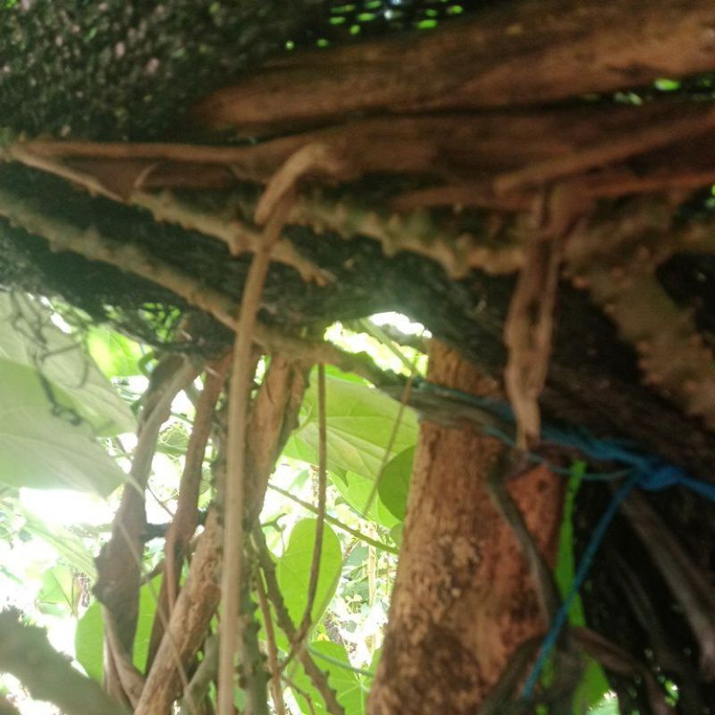 

akar bratawali 1 mtr