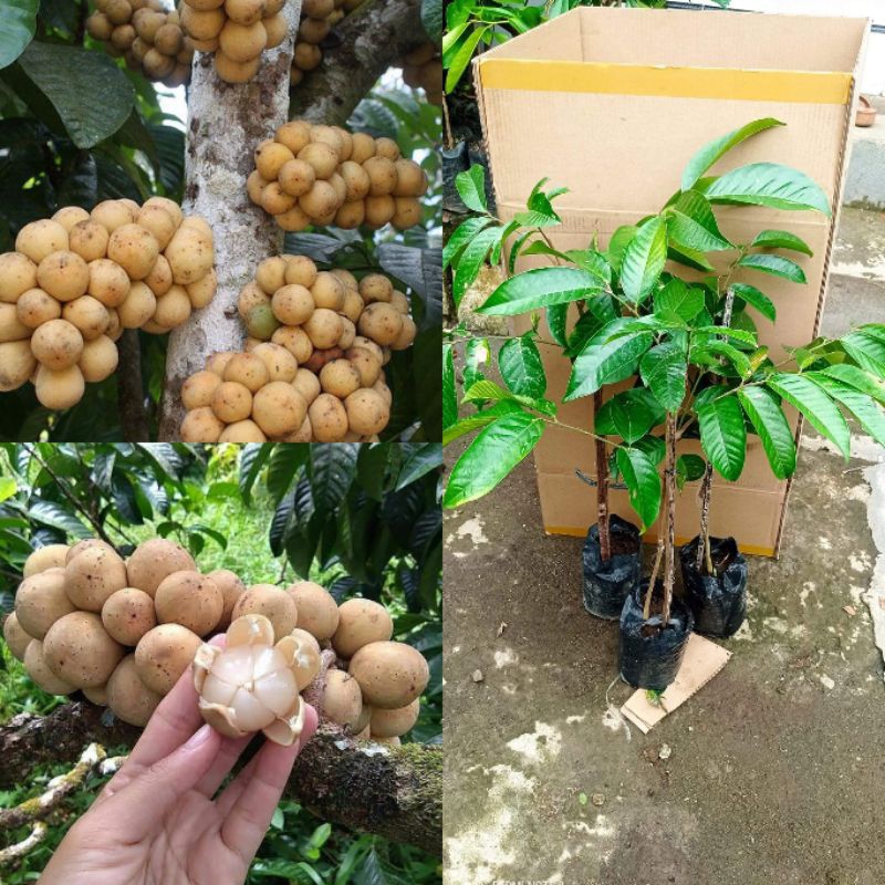 bibit duku tanpa biji