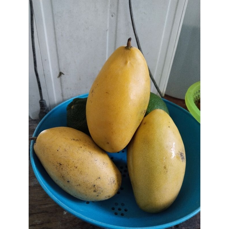 

Mangga Okim Gold Original Manis Segar