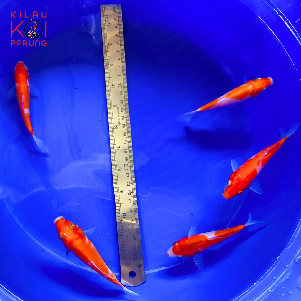 Bibit Ikan KOI Grade A Blitar (Paket isi 5 ekor) Ukuran 11-15 cm, Layak dibesarkan.