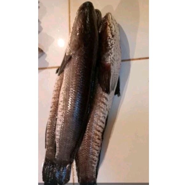 

ikan gabus idup segar 400grm/500grm