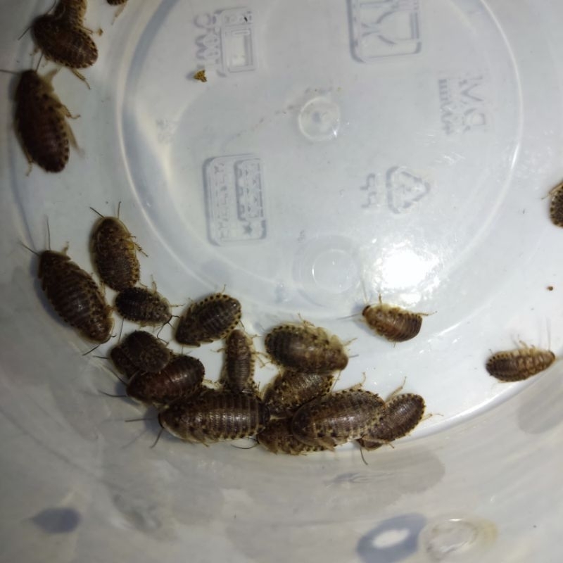 Pakan Hidup Kecoa Dubia 1-2cm