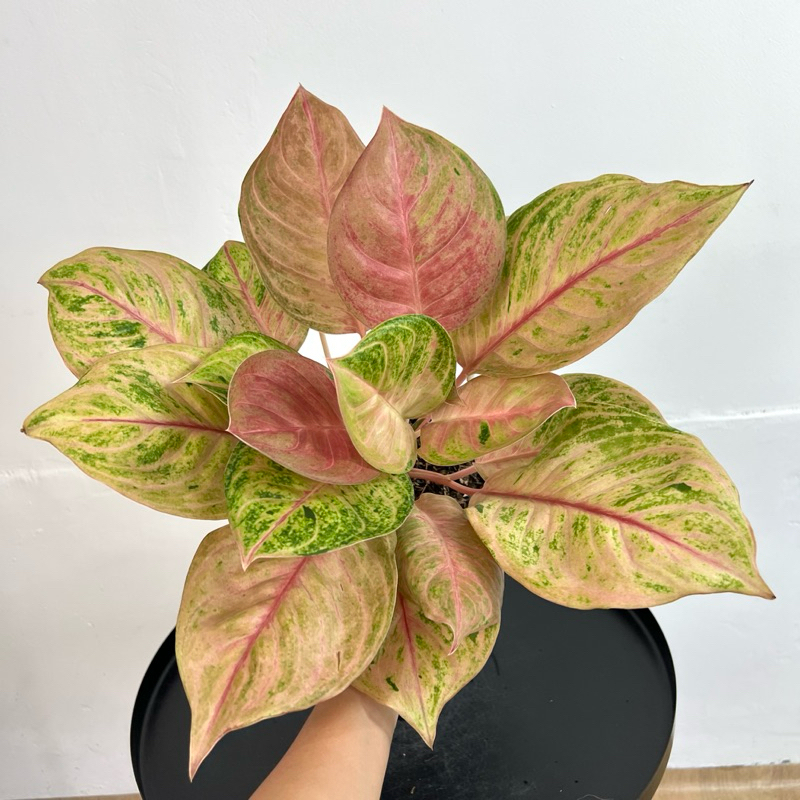 Aglaonema Susan Mutasi | Tren Tanaman Hias