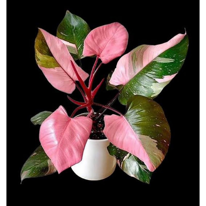 tanaman hias philodendron pink princess black Cherry medium