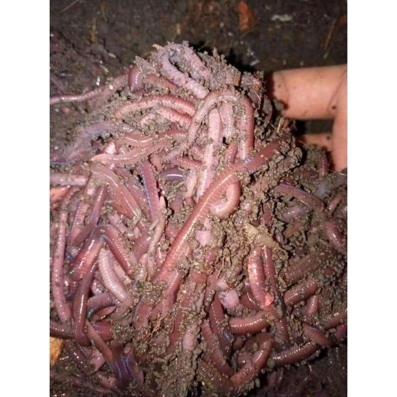 (COD) Cacing Tanah / Cacing Merah |Cacing ANC  Pakan ikan Predator