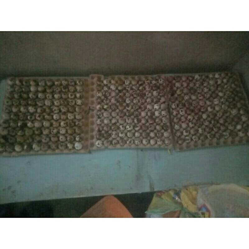 

telur puyuh