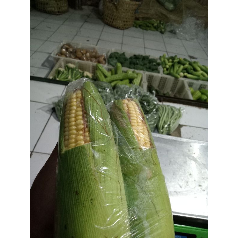 

JAGUNG MANIS ISI 3
