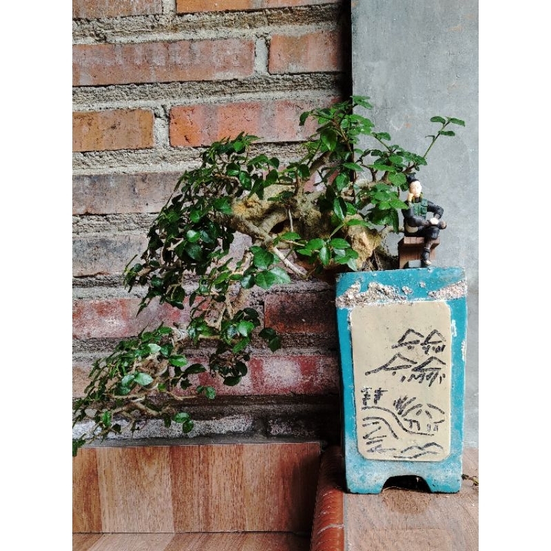 bonsai serut cascade