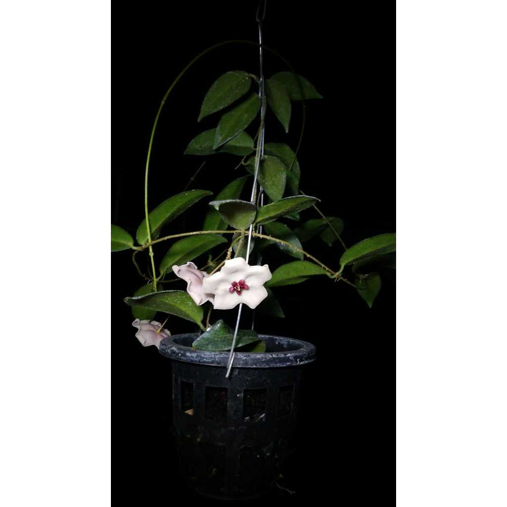 Hoya Patella White