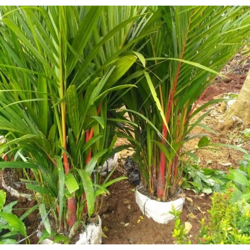 Pohon palem merah - bibit palem merah