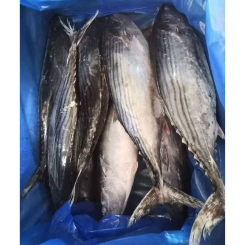 

ikan cakalang segar 500gr KIRIM INSTANT