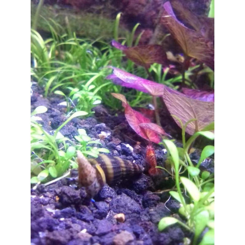 pemakan alga keong assasin