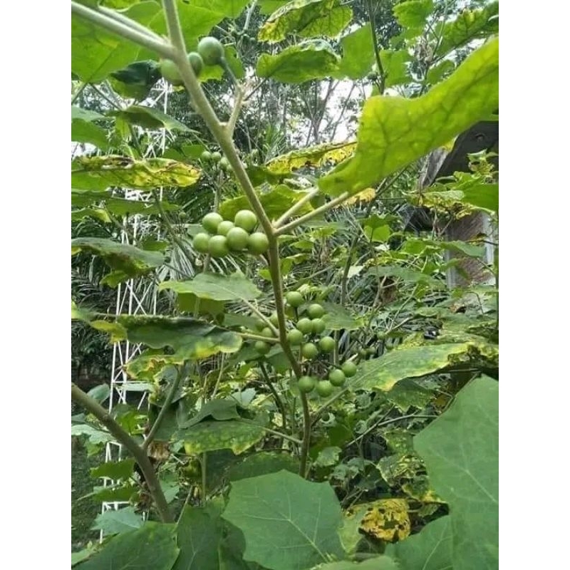 

buah TAKOKAK 1kg
