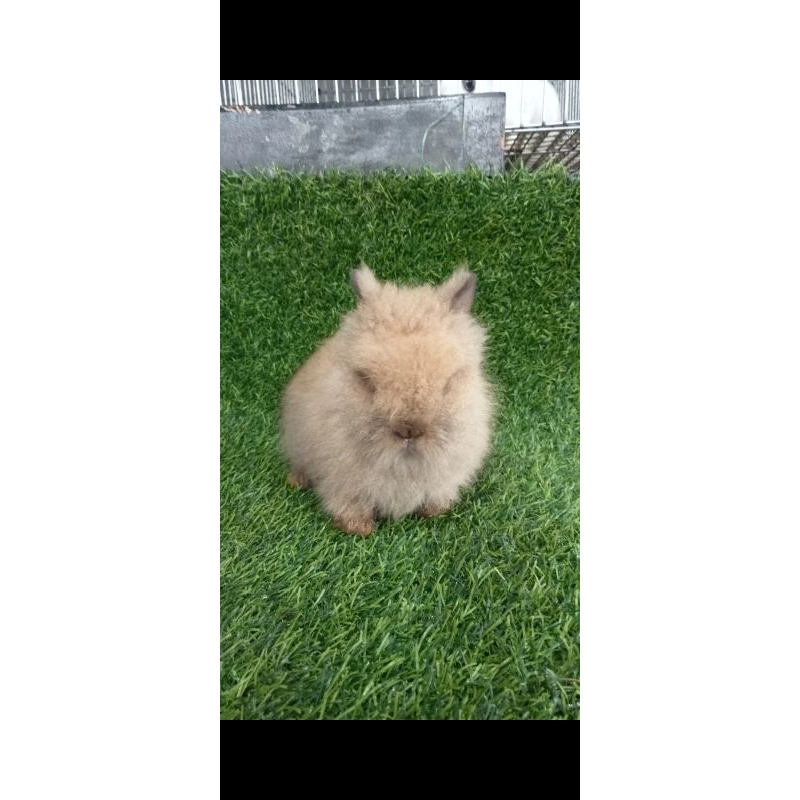 kelinci hias lioanhead