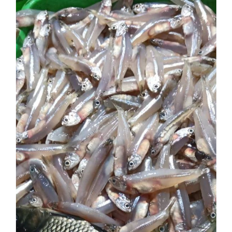 

ikan teri basah segar 250/500gr KIRIM INSTAN