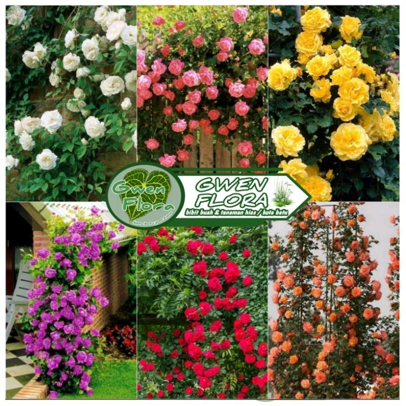 Paket 6 Mawar Rambat/Climbing Rose