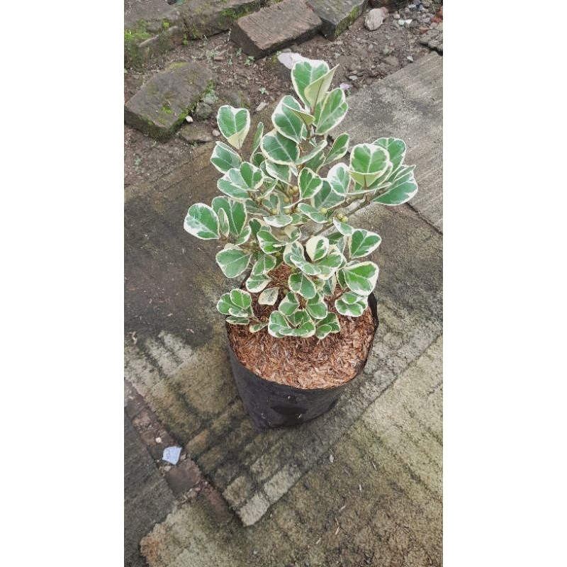 Beringin Kupu kupu Varigata - Tanaman Hias Beringin Kupu Kupu Varigata