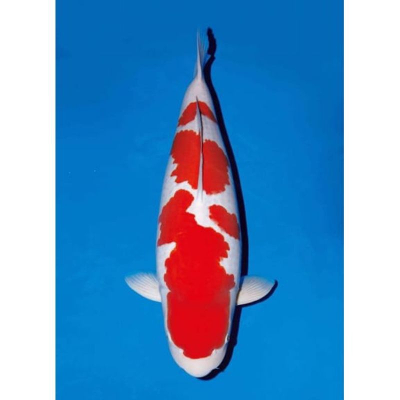 

KOI KOHAKU SIZE 20-25CM
