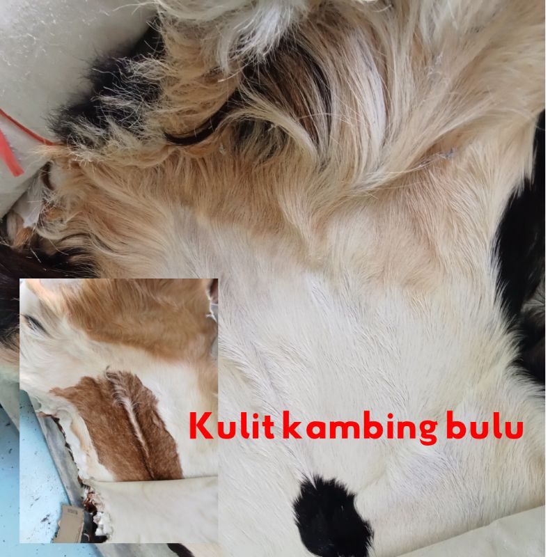 kulit kambing bulu bahan kerajinan kulit asli