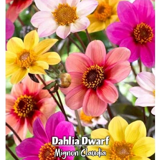 Dahlia Dwarf Mignon Claudia isi 5 biji benih