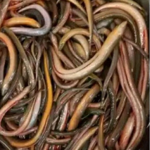 

BELUT SAWAH PER500GRAM