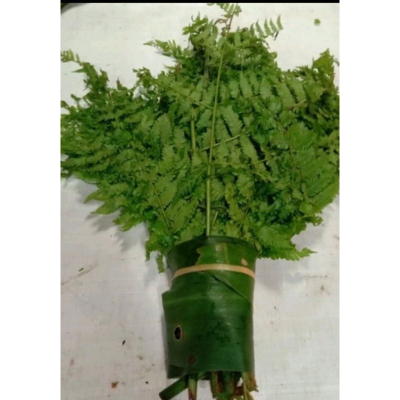 

daun pakis satu ikat