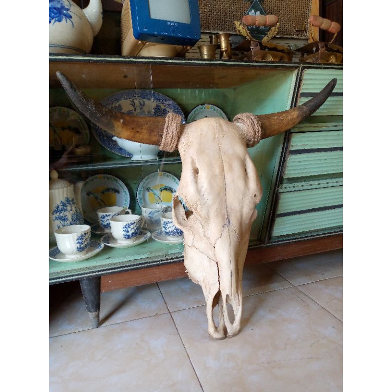 TENGKORAK SAPI/TANDUK SAPI/PATUNG SAPI/KEPALA SAPI/TENGKORAK KERBAU/TANDUK KERBAU/TANDUK KEBO/SUNGU 