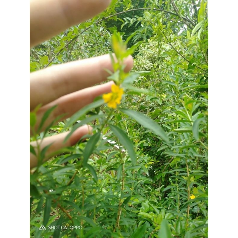 Bibit seribu bintang bunga kuning bonsai dan tanaman hias