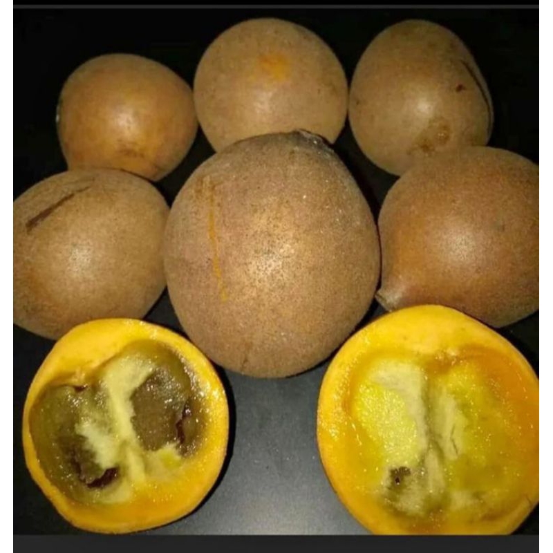 

buah kepel atau buah keraton