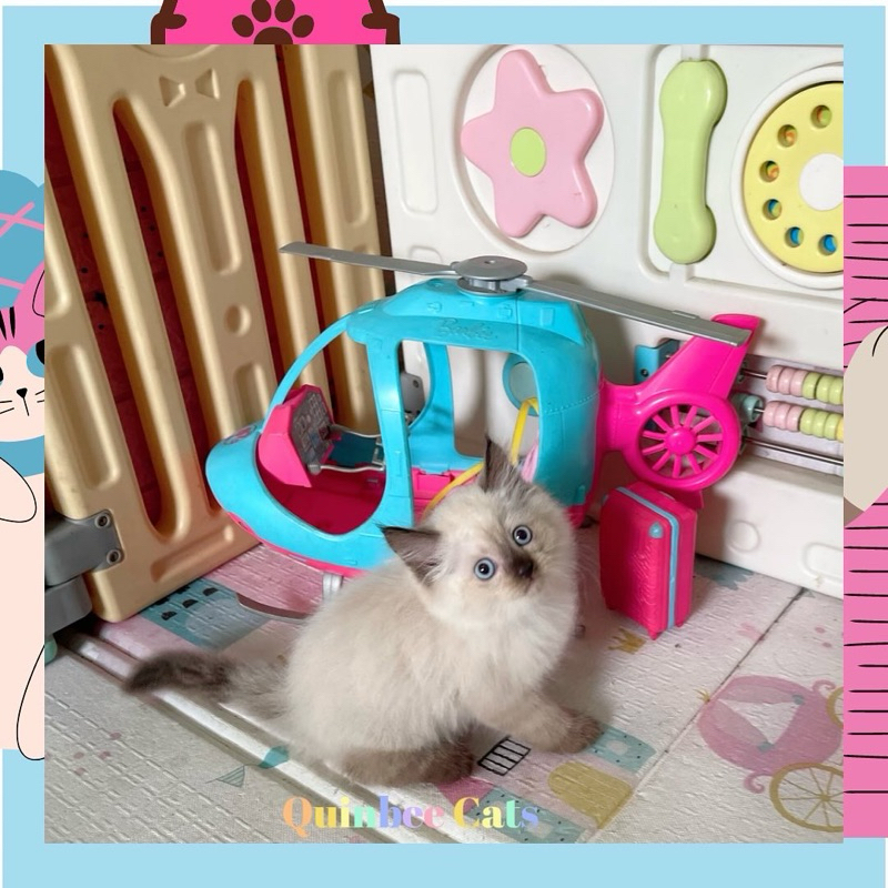 Kucing Himalaya Seal Point Jantan