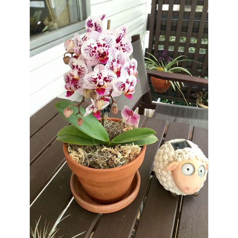 Seedling Anggrek Dendrobium Lipstick X Bertachong