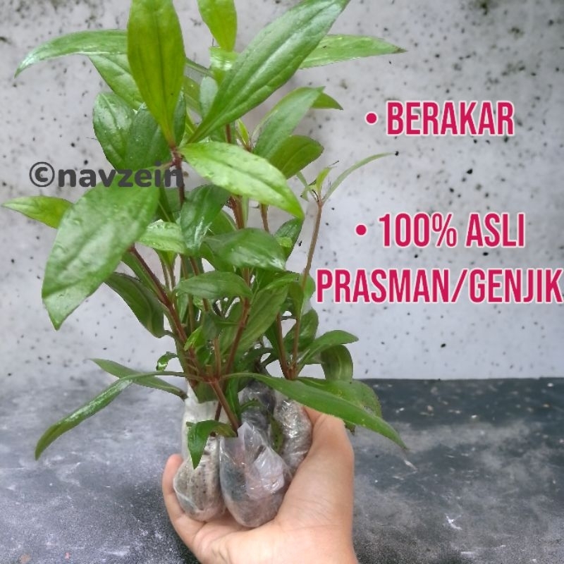 Prasman/Genjik 25 cm (SUDAH BERCABANG)