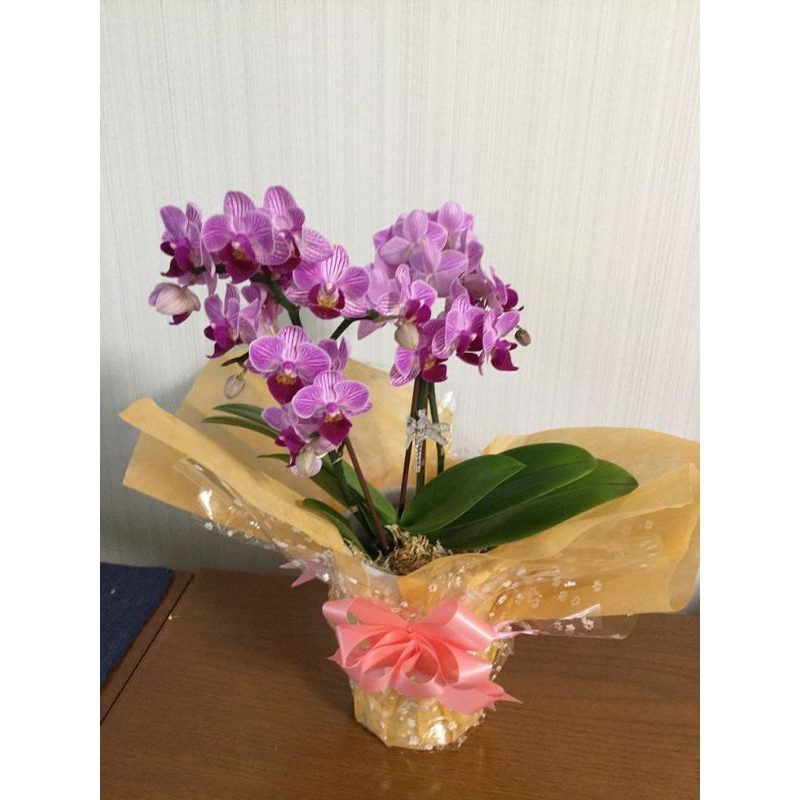 anggrek dendrobium agregatum dewasa