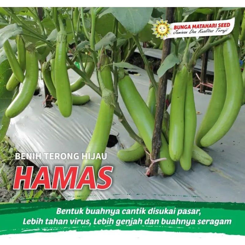25 Biji Terong Hijau Hamas | Benih Terong Hijau | Bibit Terong Hijau