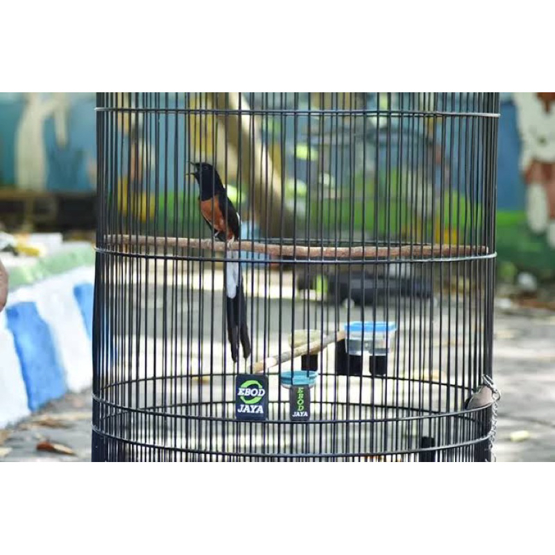 MURAI BATU MEDAN GACORAN SIAP GANTANG PRESTASIAN MATERI iSiAn katem jenggot dll